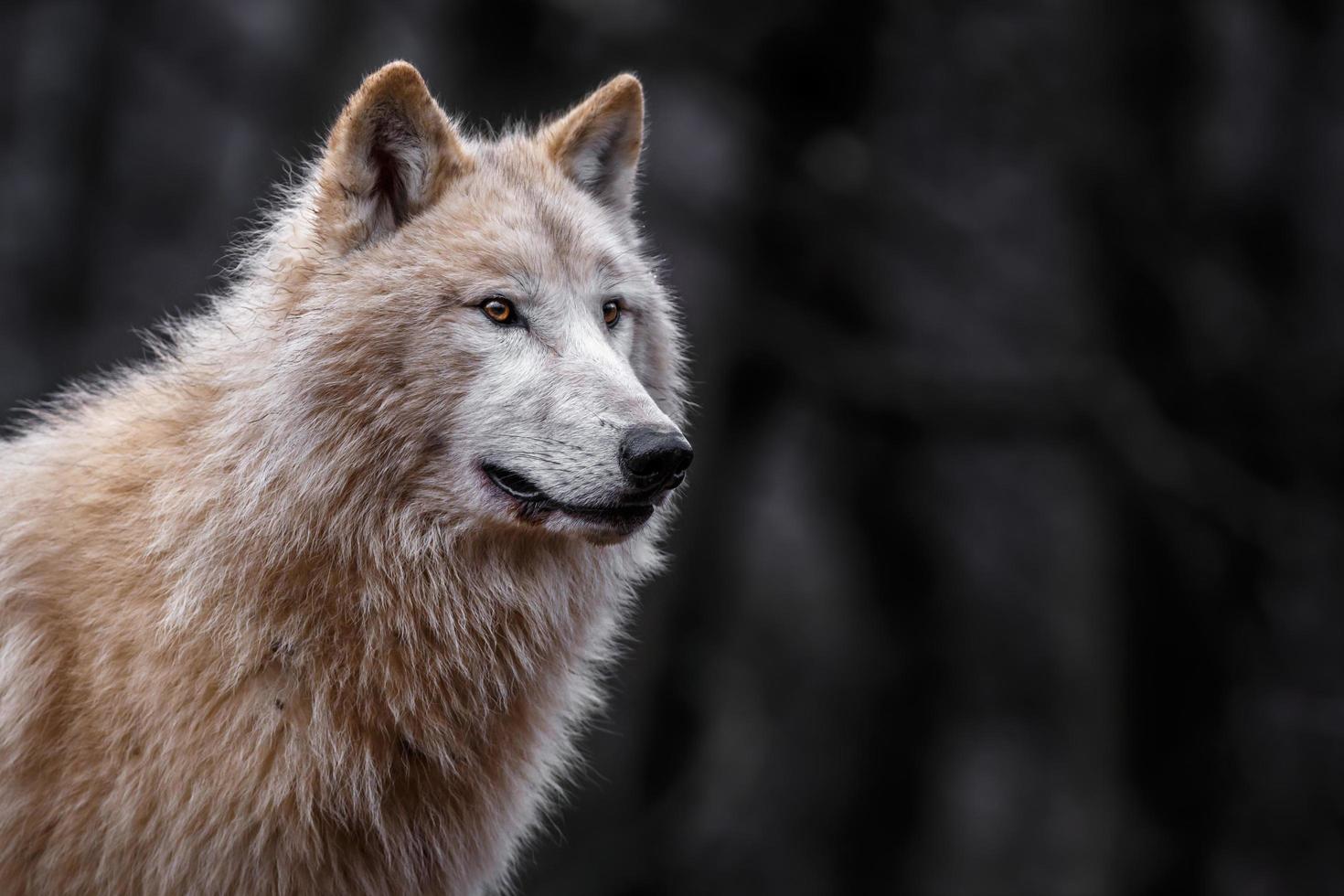 retrato de lobo ártico foto