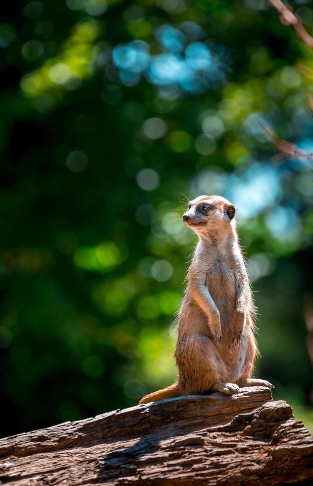 Meerkat on log photo