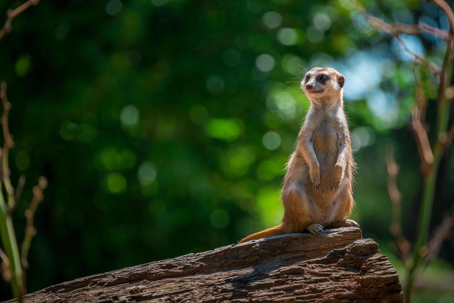 Suricata en registro foto