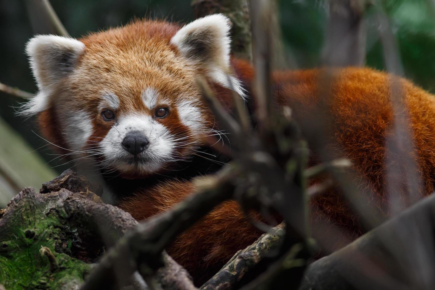 Red panda behind branches photo