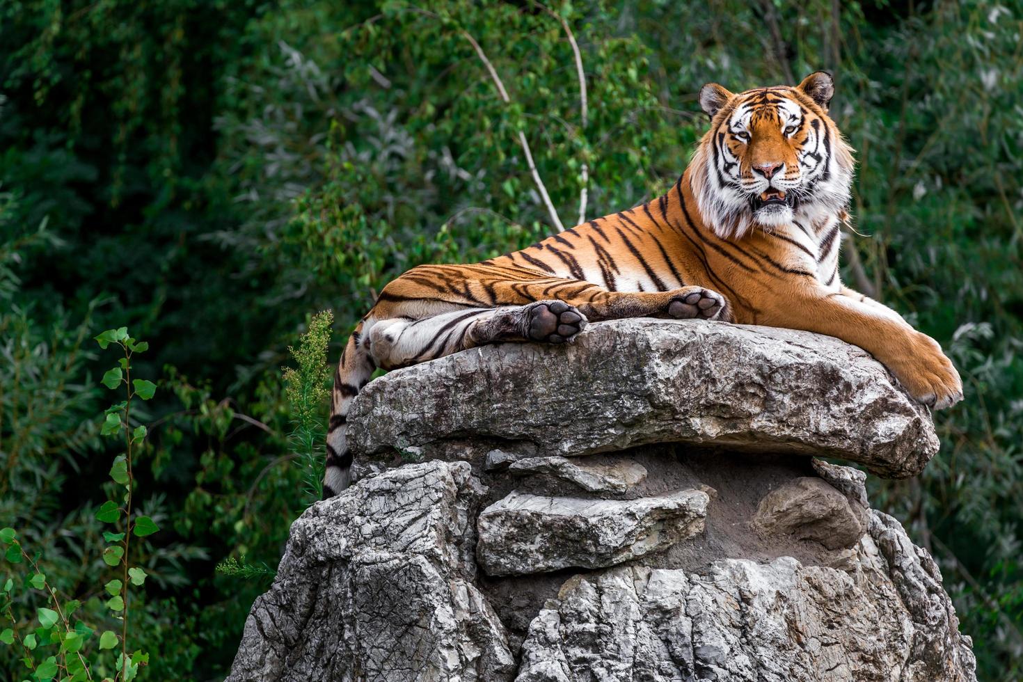 Portrait of Tiger photo