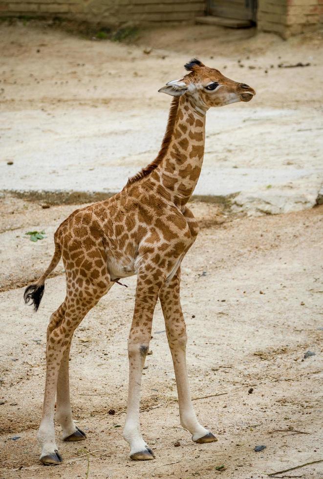 Little giraffe in zoo photo