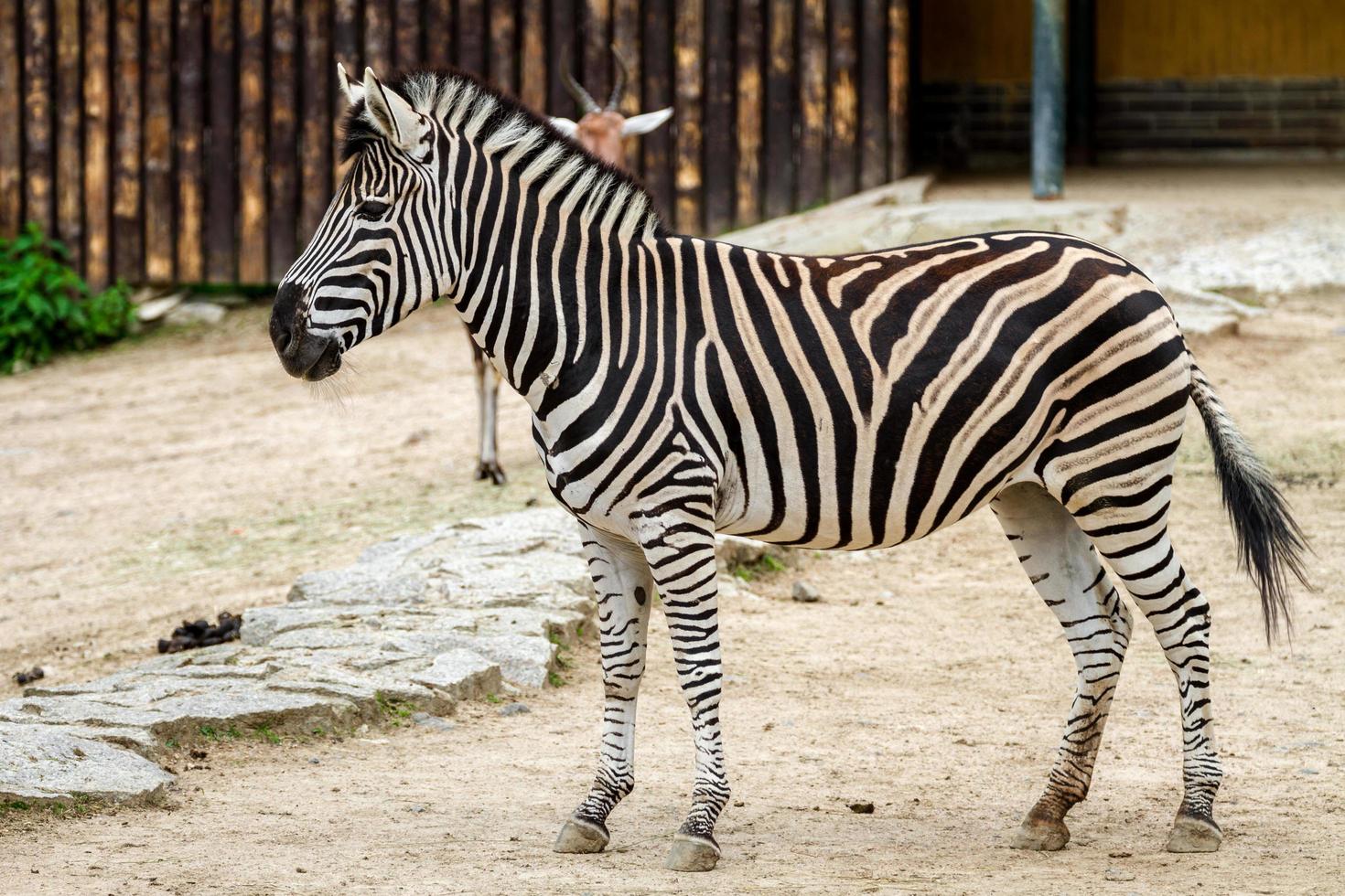 Zebra in zoo photo