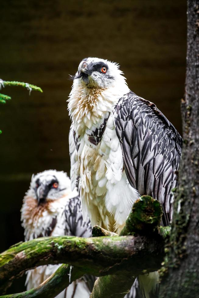 Bearded vulture in zoo photo