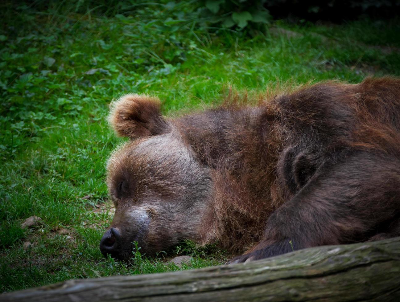 oso durmiendo en el zoológico foto