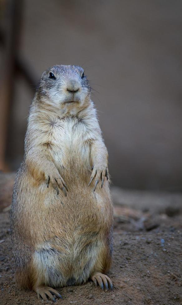 Black tailed prairie dog photo