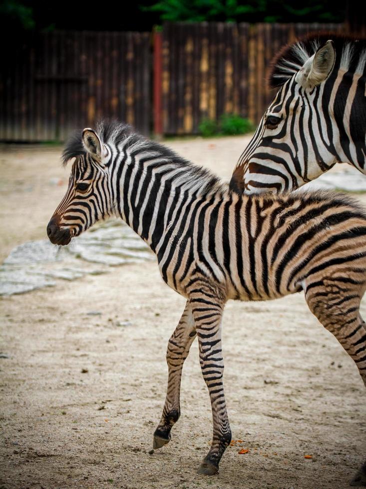 Zebra in zoo photo