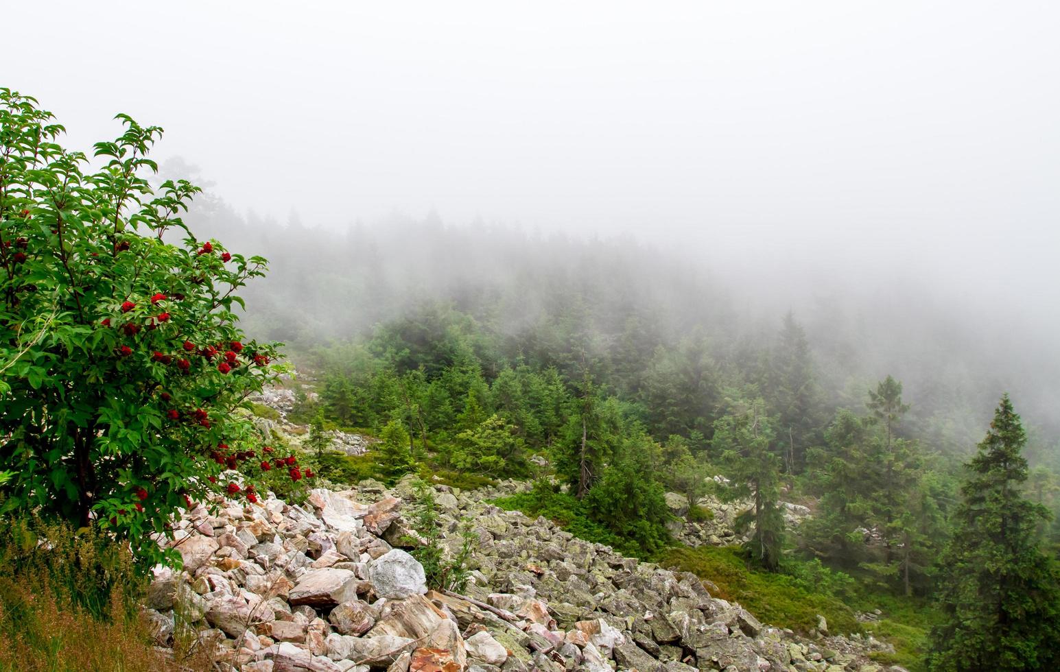 niebla en las montañas foto