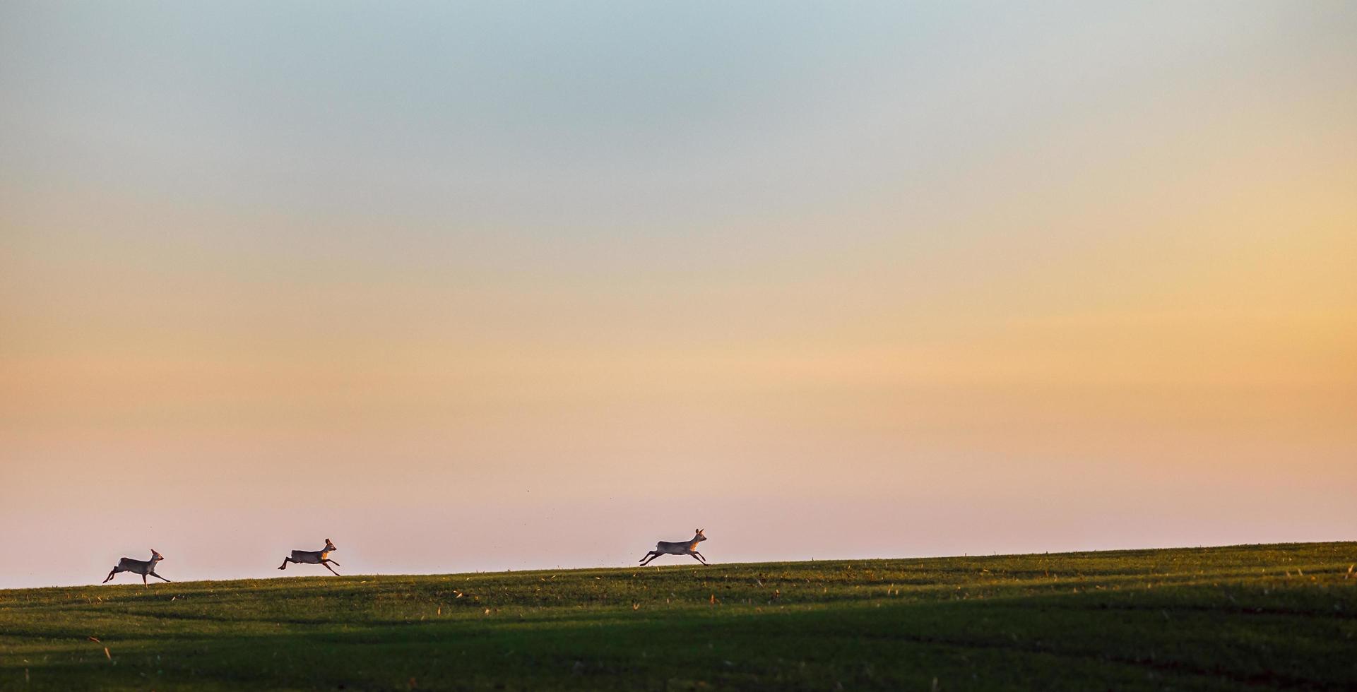 Roe deers running on field photo