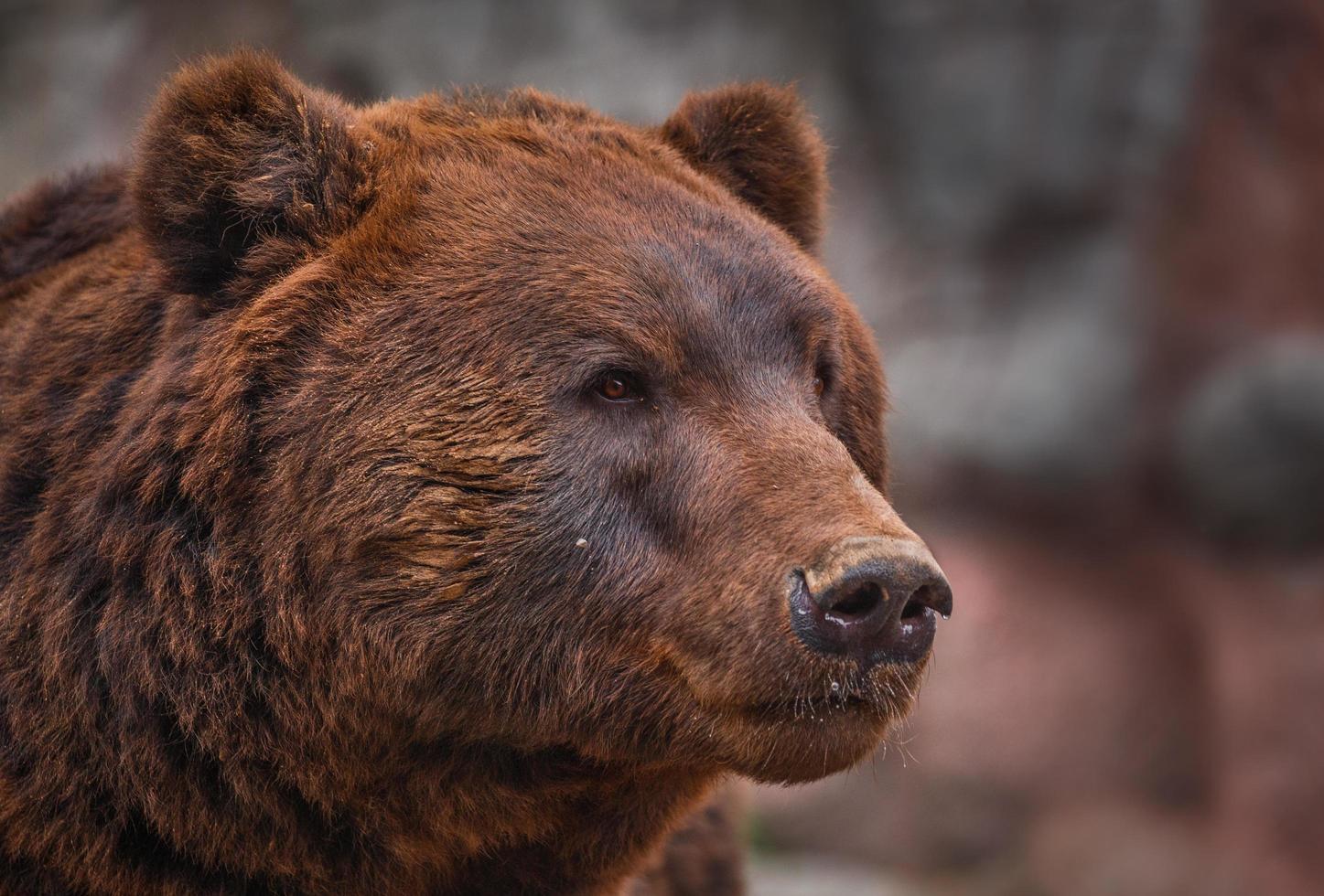 Kamchatka brown bear photo