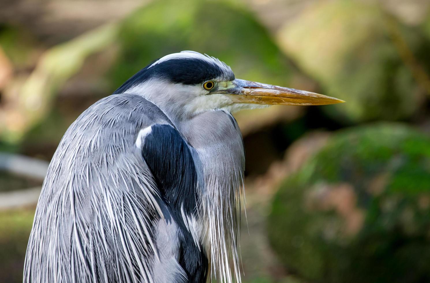 Grey heron sidelook photo