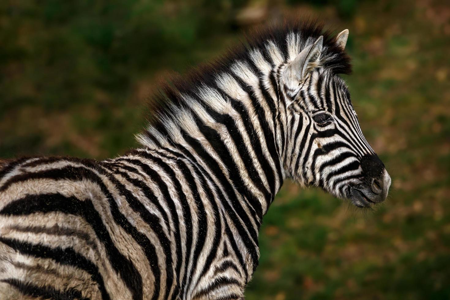 Portrait of zebra photo