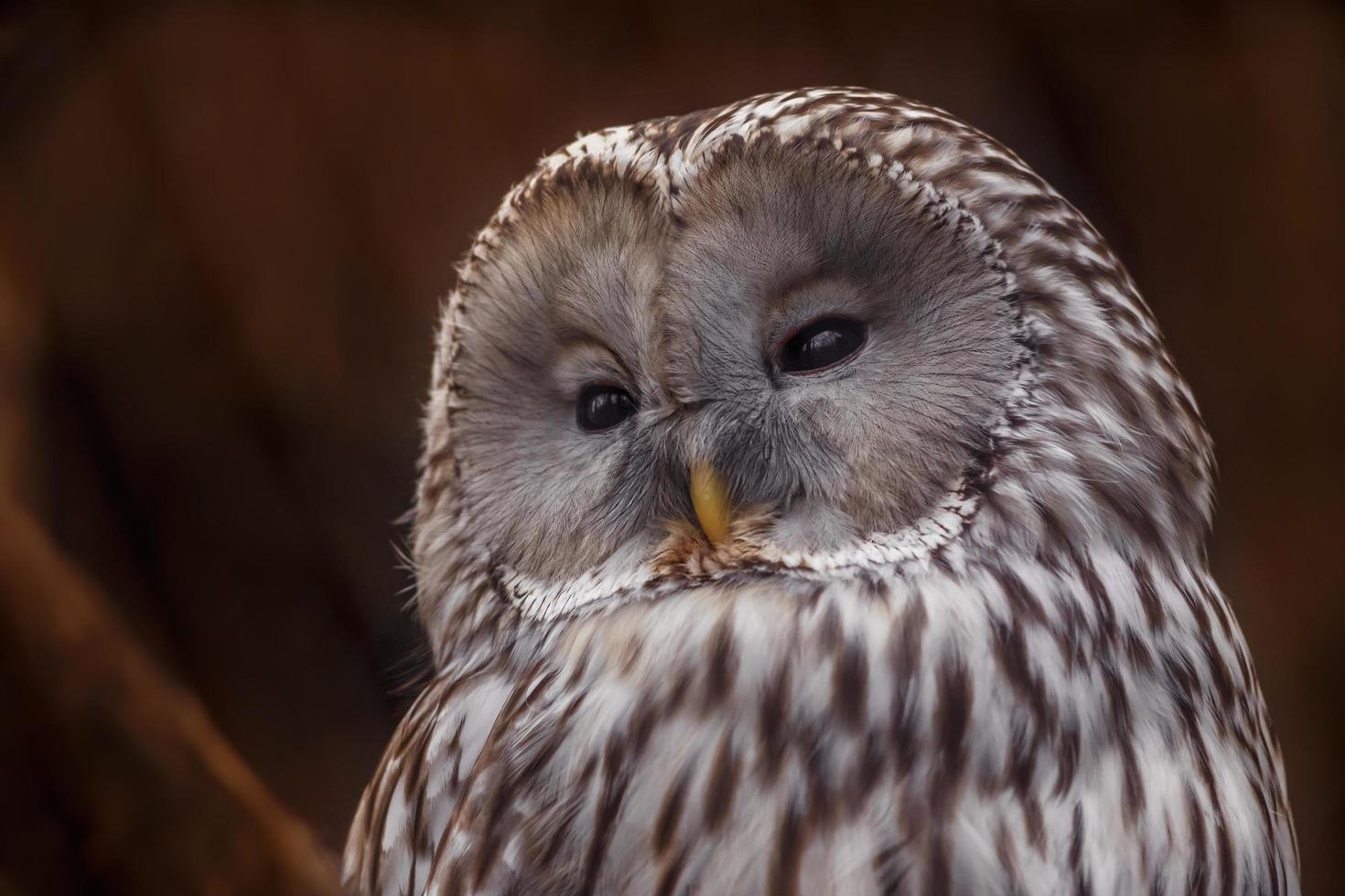 Portrait of Ural owl photo