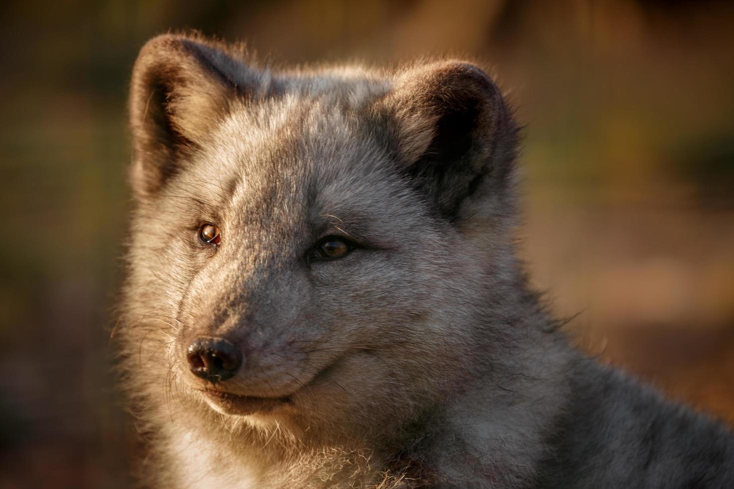 Portrait of Arctic fox photo