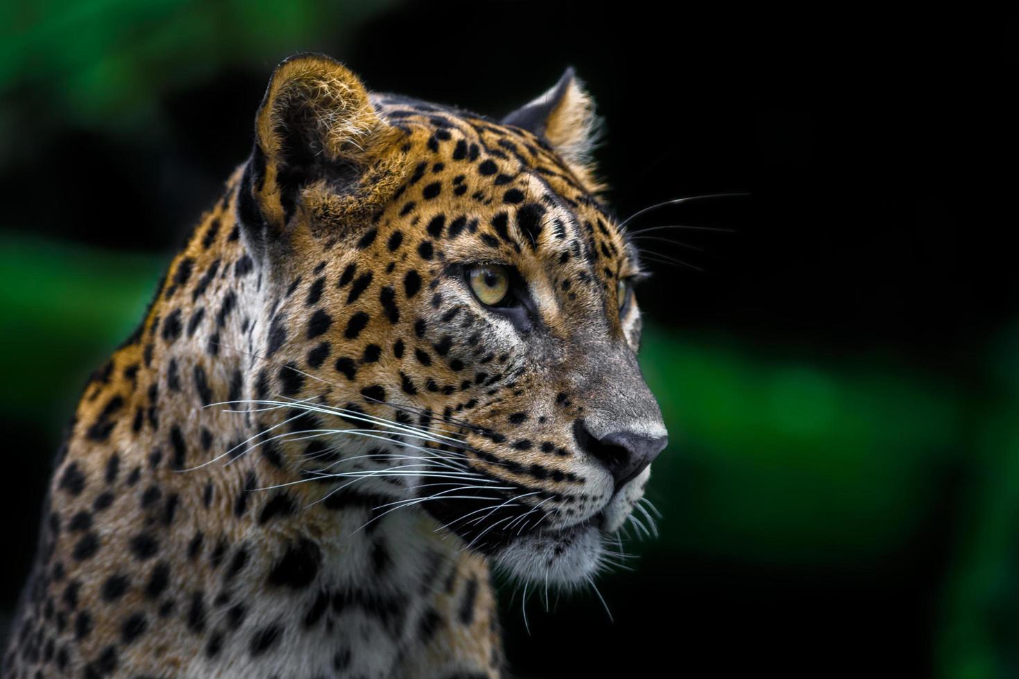 Sri Lankan leopard photo