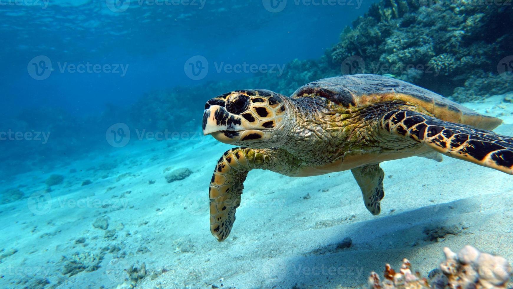 tortugas de mar . gran tortuga de arrecife bissa. foto