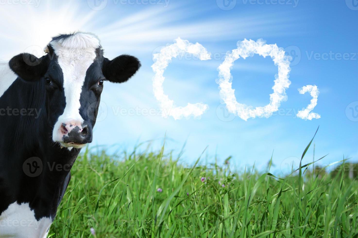 cría de vacas y emisión de co2 foto