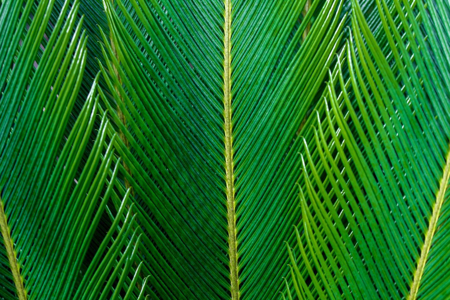 detalle de hojas foto