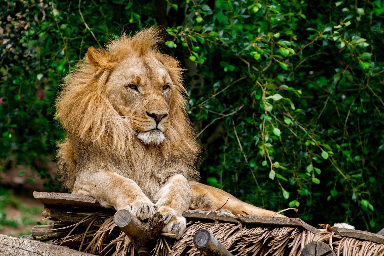 Portrait of Lion photo