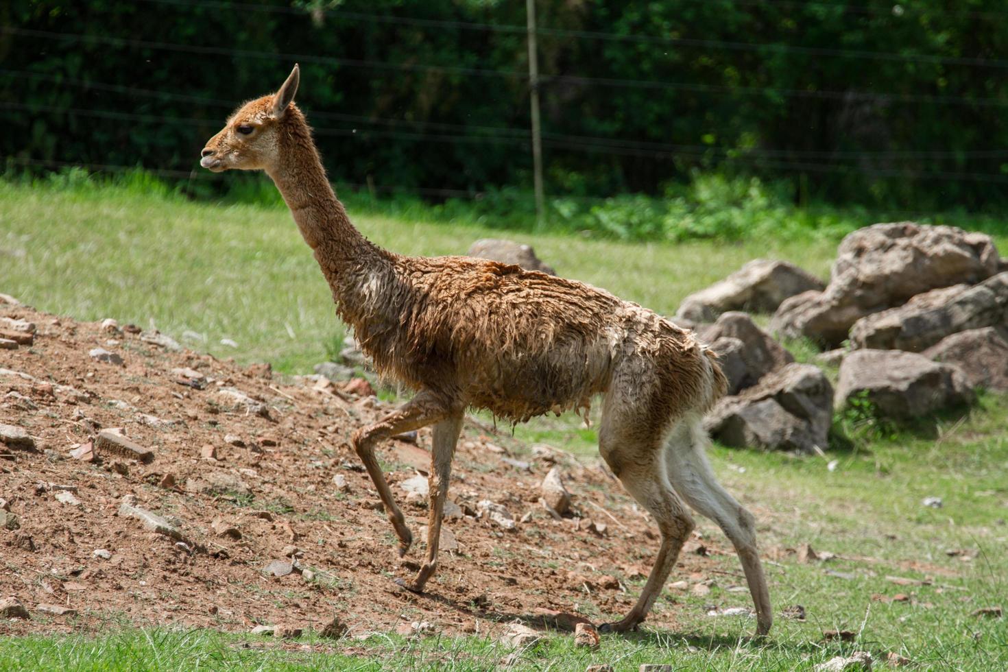 retrato de vicuña foto