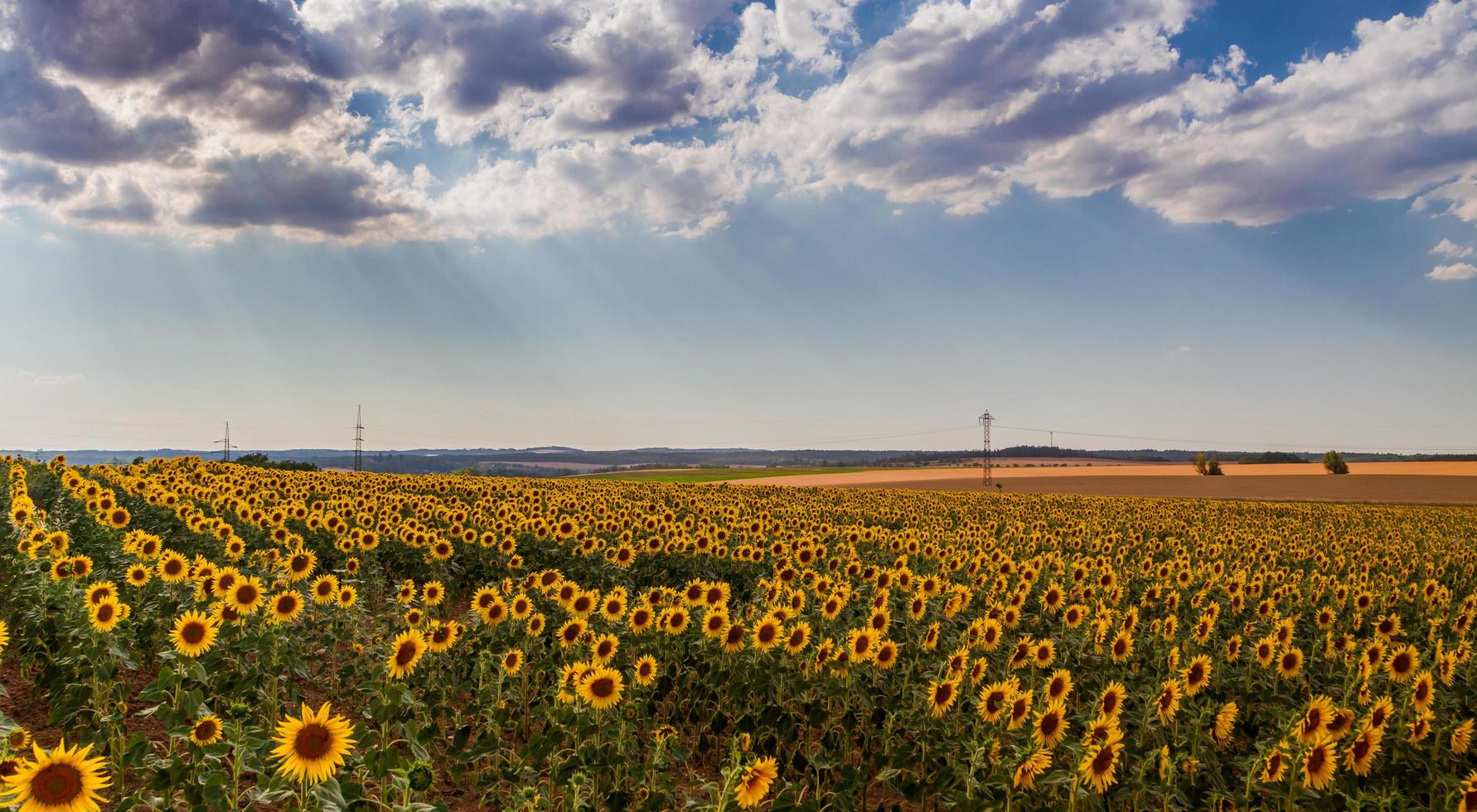 girasoles en el campo foto