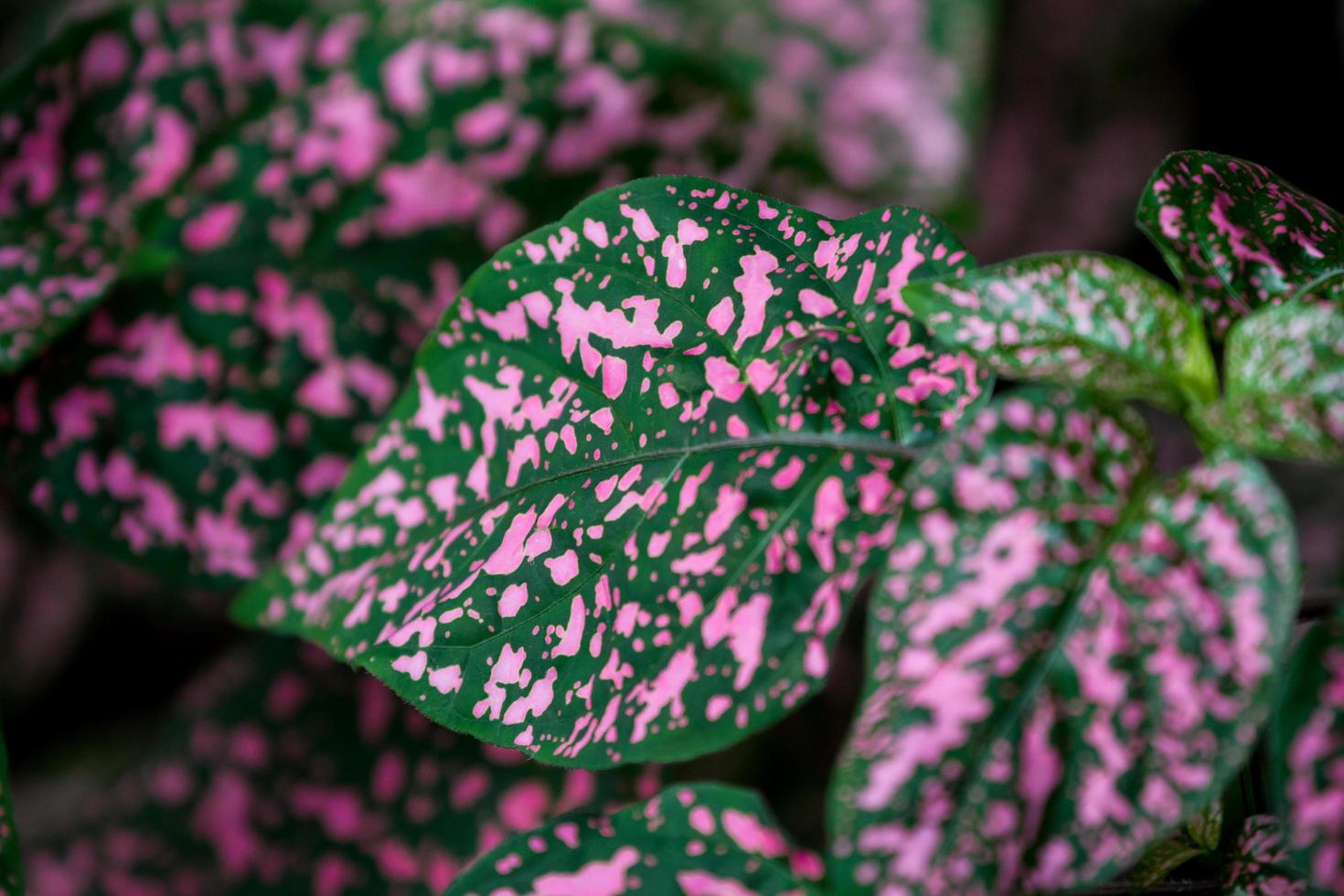 Green leaves with pink fleck photo