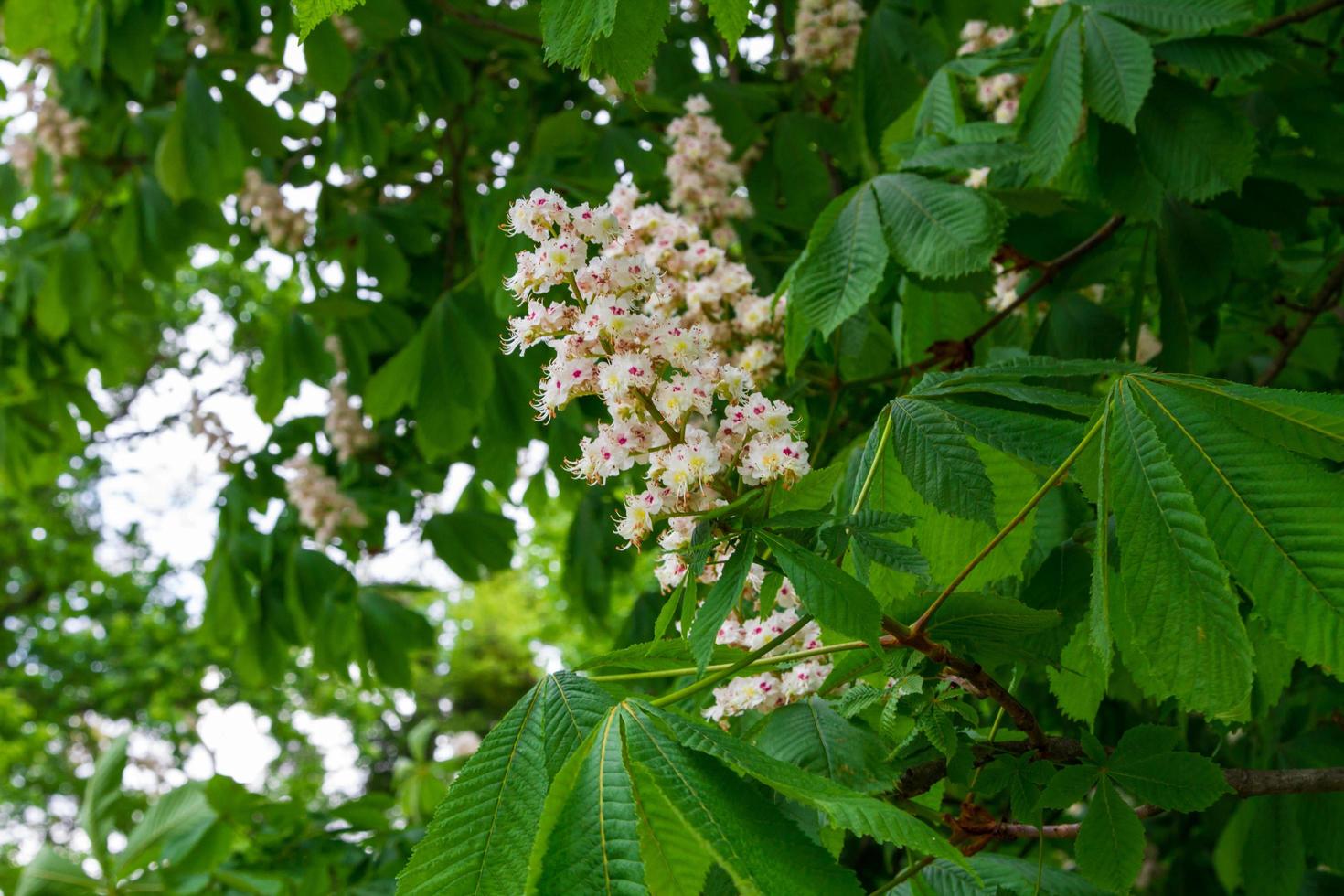 Detail of Aesculus hippocastanum photo