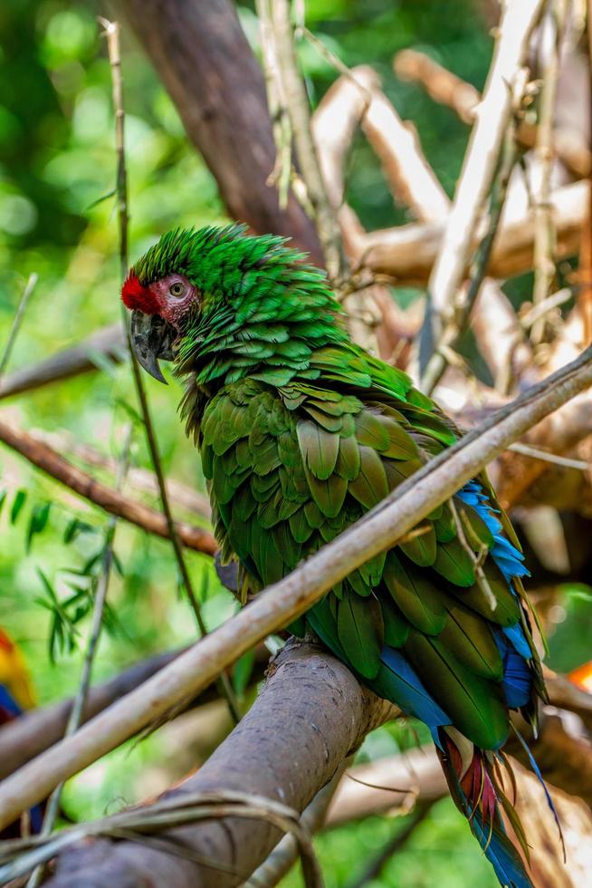 guacamayo militar mexicano foto