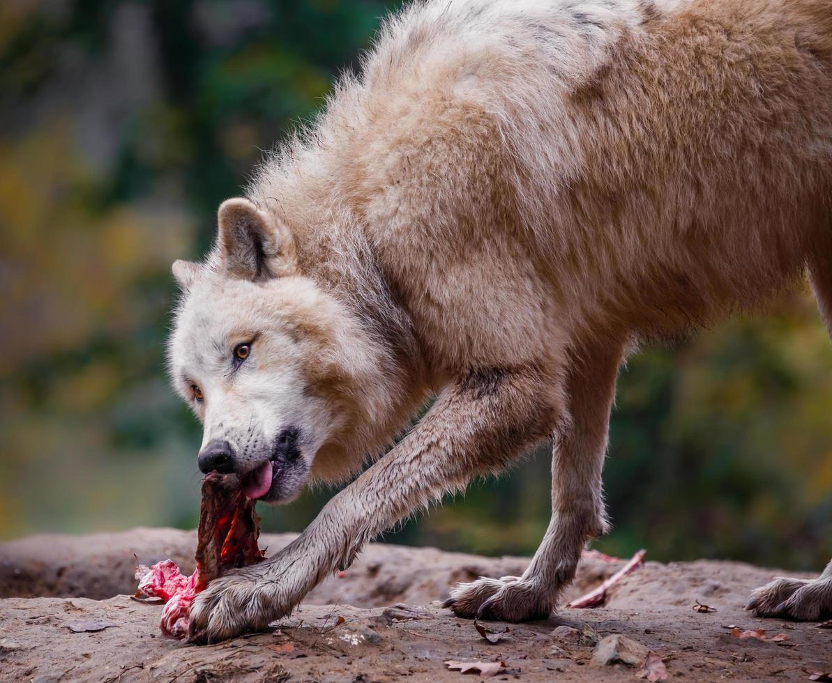 Arctic wolf eating photo