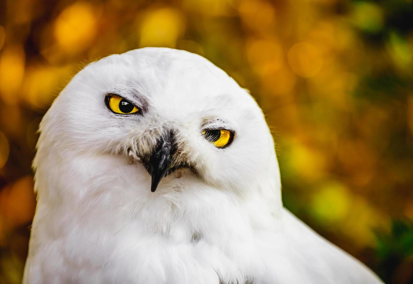 Portrait of Snowy owl photo