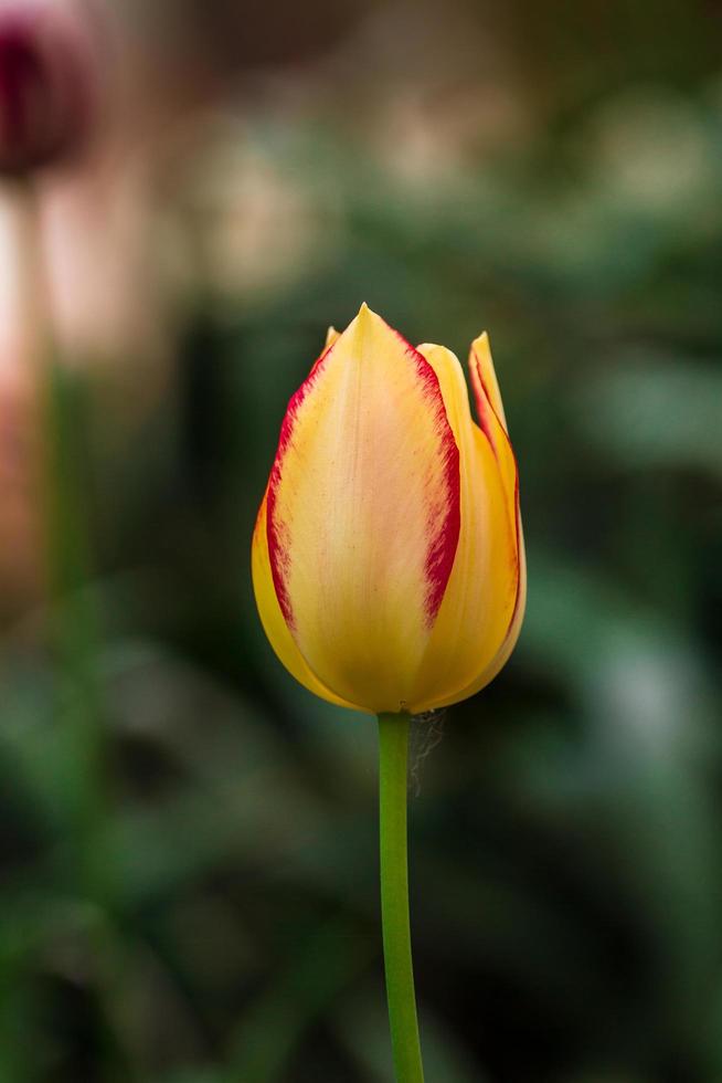 detalle de tulipán foto