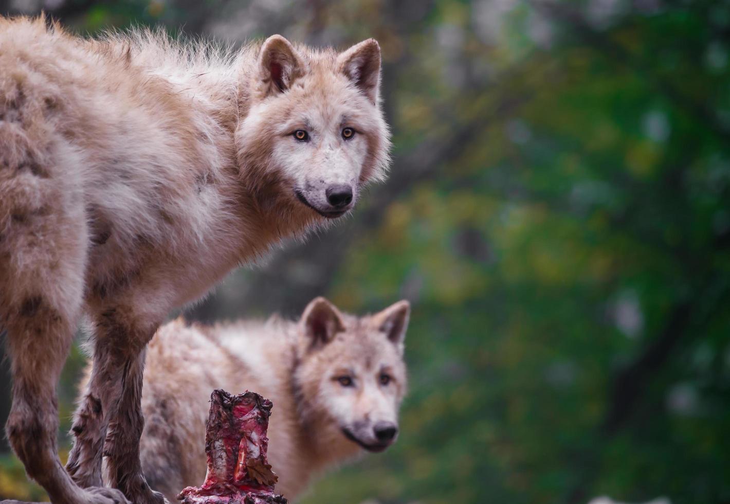 Portrait of Arctic wolves photo