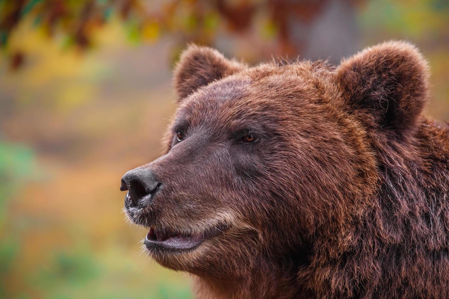 kamchatka oso pardo foto