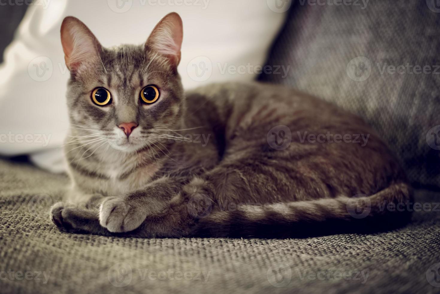 retrato de un gato. gato acostado en la cama, mirando a la cámara, ambiente con poca luz, poca profundidad de campo. foto