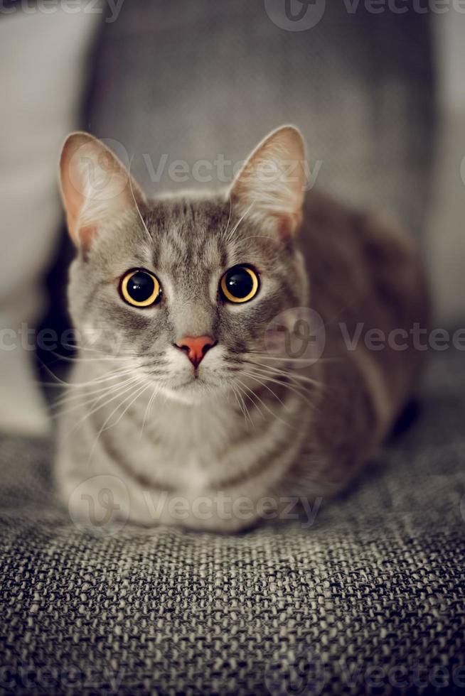 retrato de un gato. gato acostado en la cama, mirando a la cámara, ambiente con poca luz, poca profundidad de campo. foto