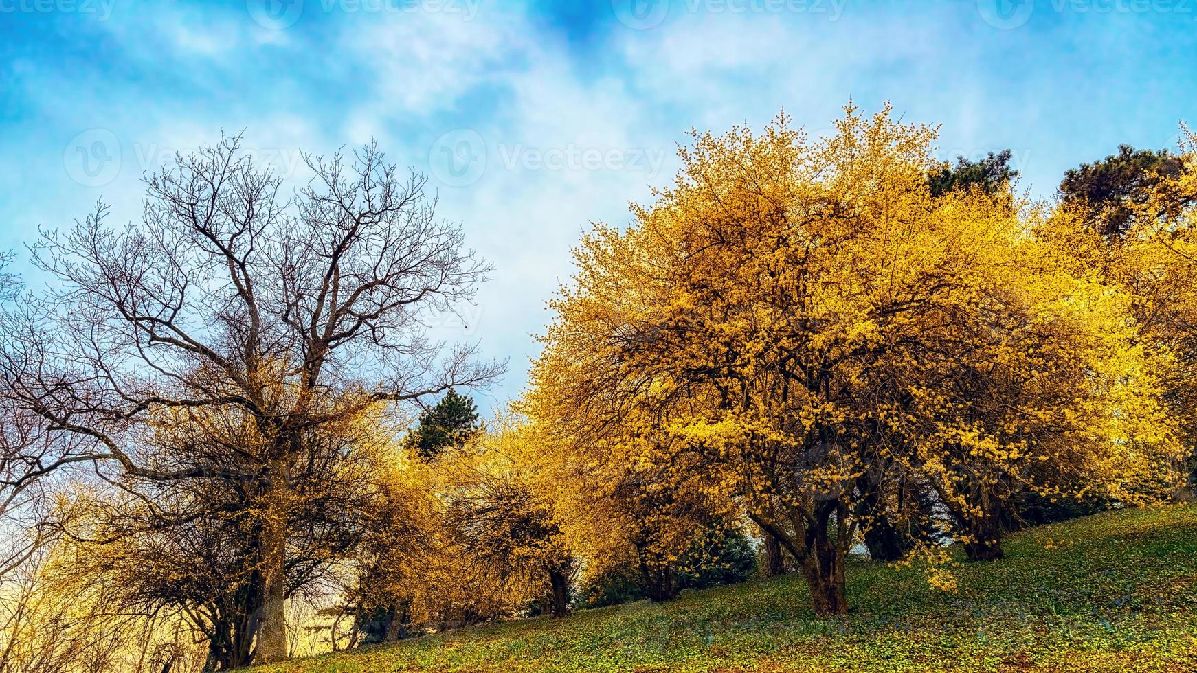 Forsythia flowers in front of with green grass and blue sky. Golden Bell, Border Forsythia, Forsythia x intermedia, europaea. photo