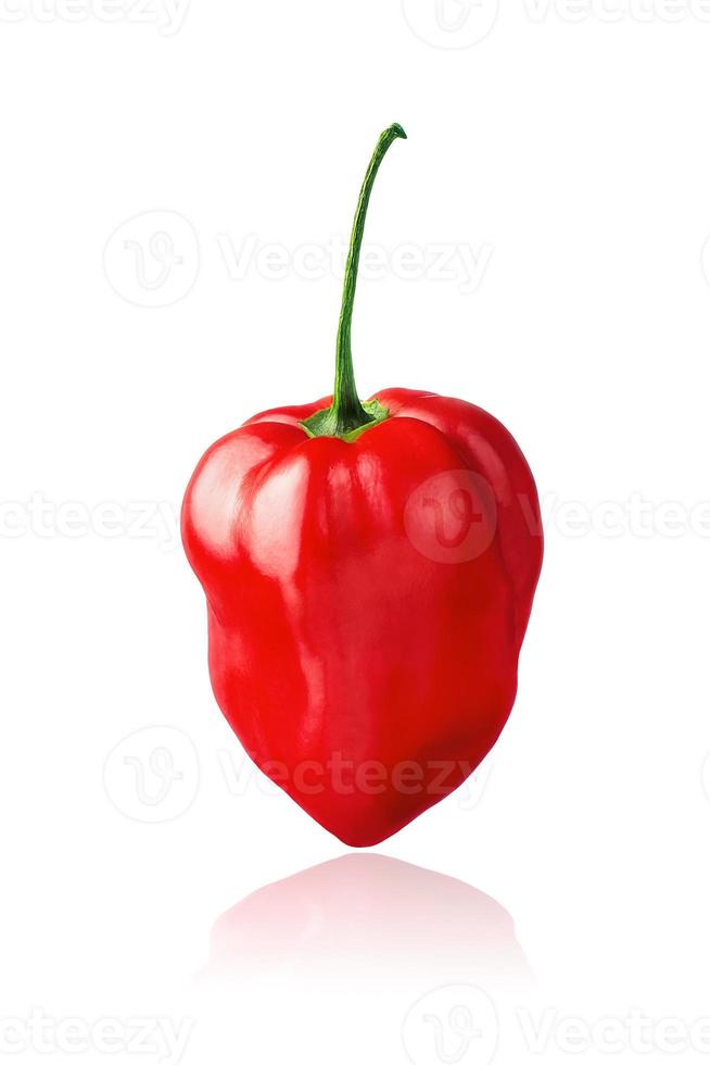 Red Habanero pepper isolated on white background with drop shadow. photo