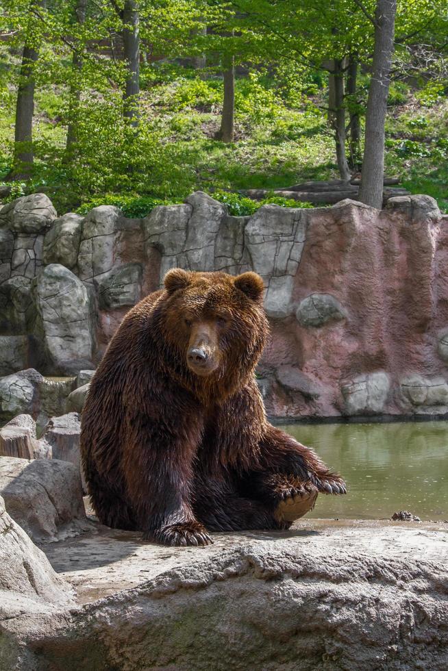 Bear in Zoo photo