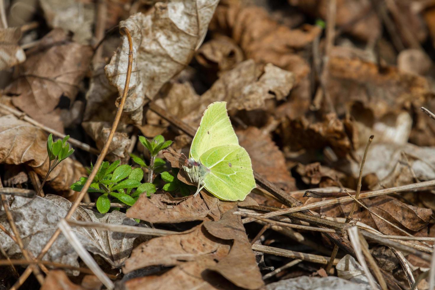 Gonepteryx rhamni on flower photo