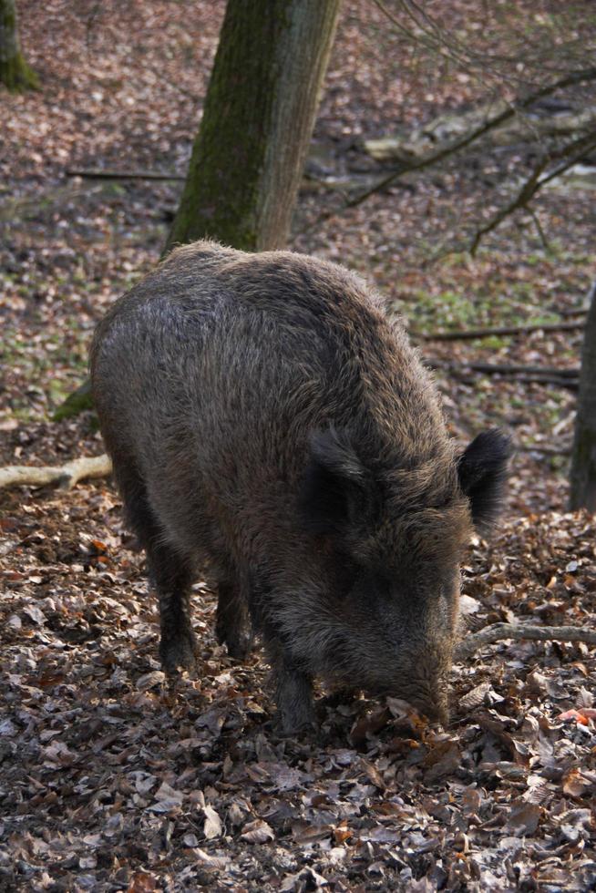 Wild boar in nature photo