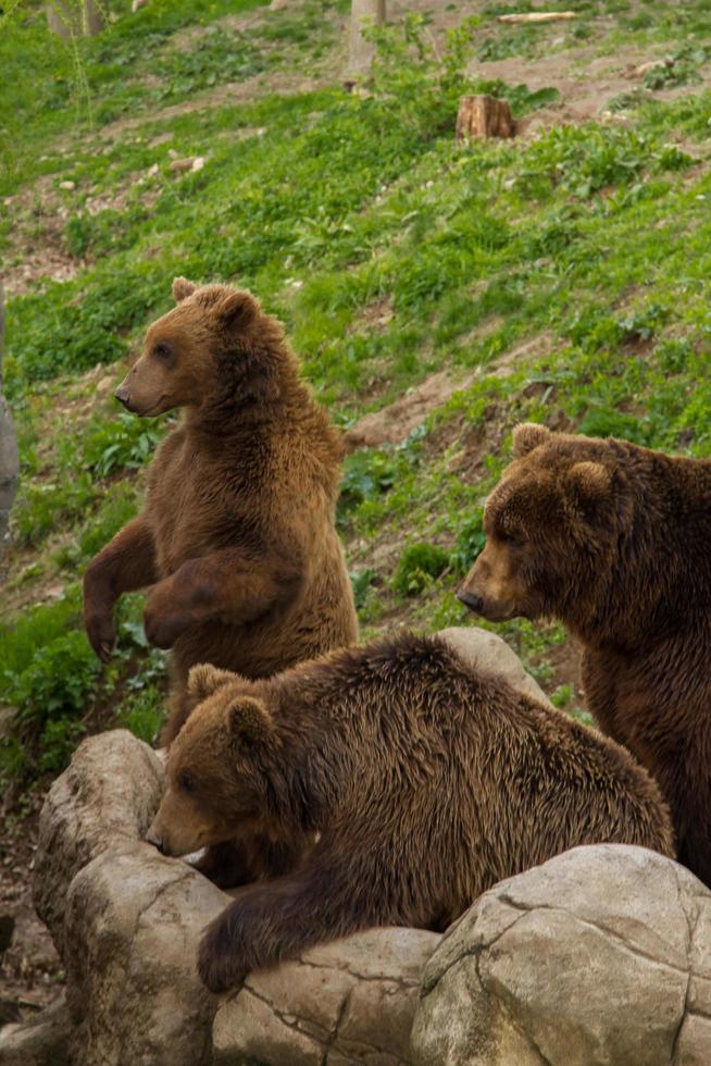 osos en el zoológico foto