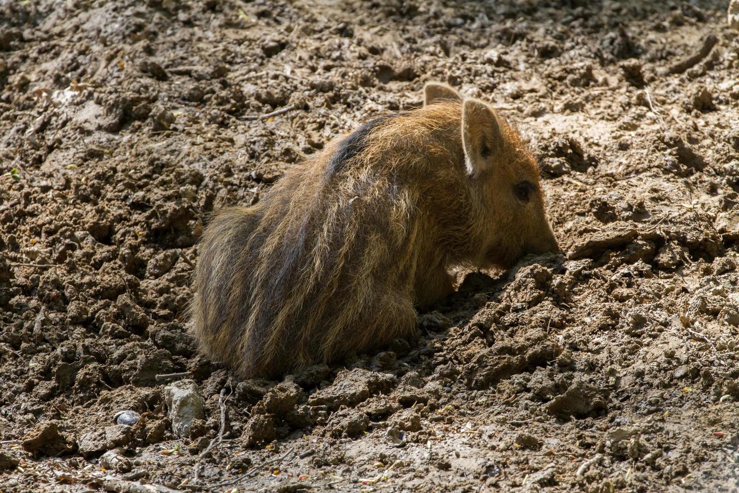 Portrait of Wild boar photo