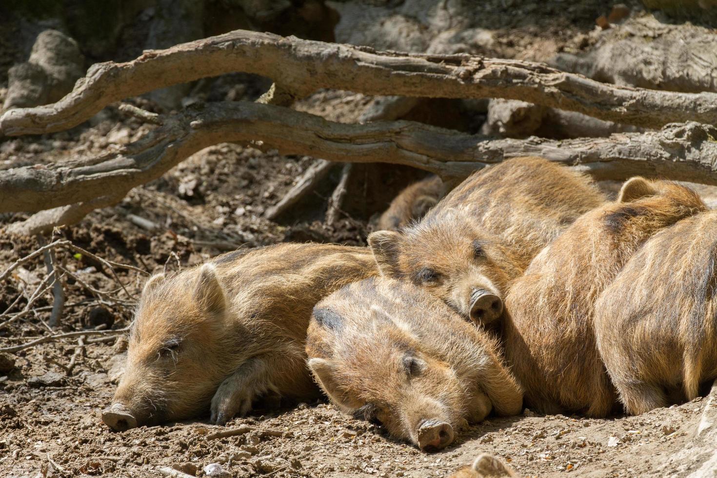 Wild boar sleeping photo