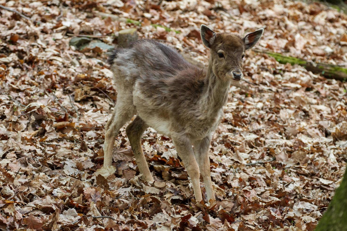 Fallow deer in forest photo
