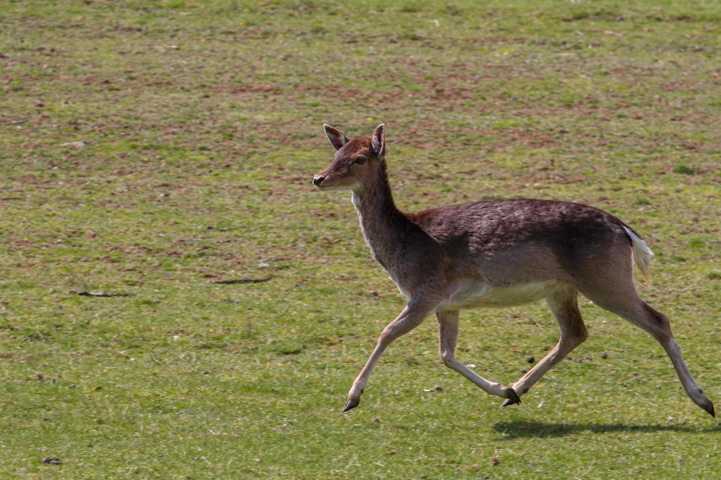 Fallow deer in forest photo