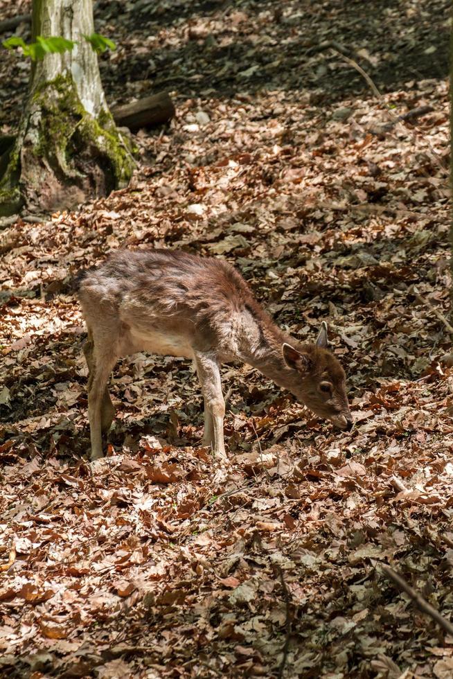 Fallow deer in forest photo