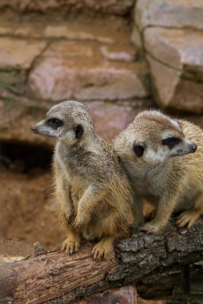 Meerkats on log photo