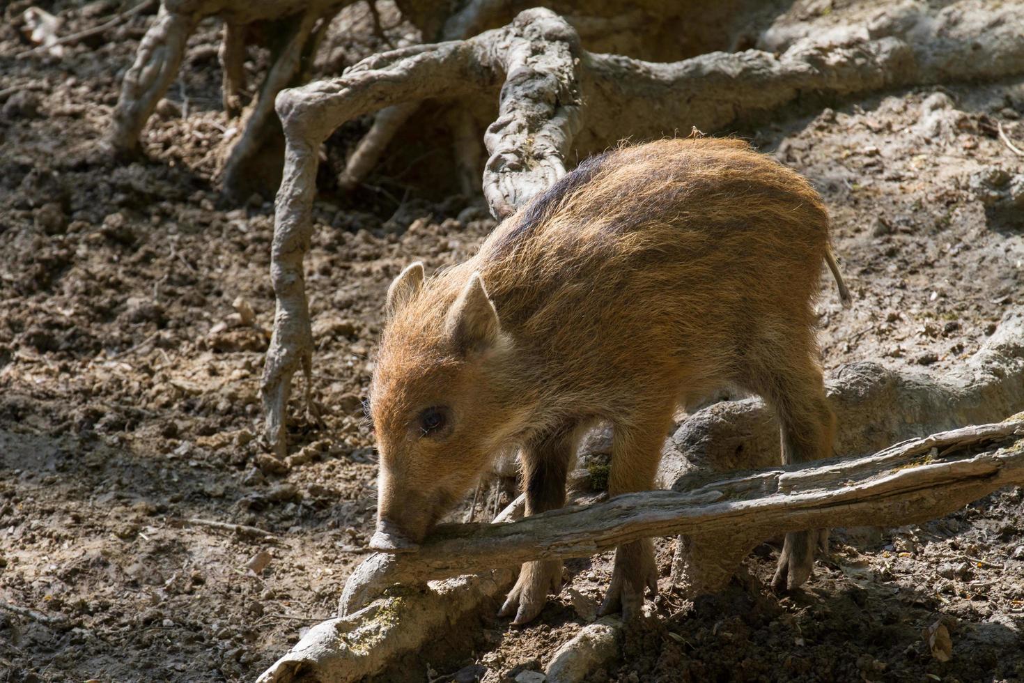 Portrait of Wild boar photo