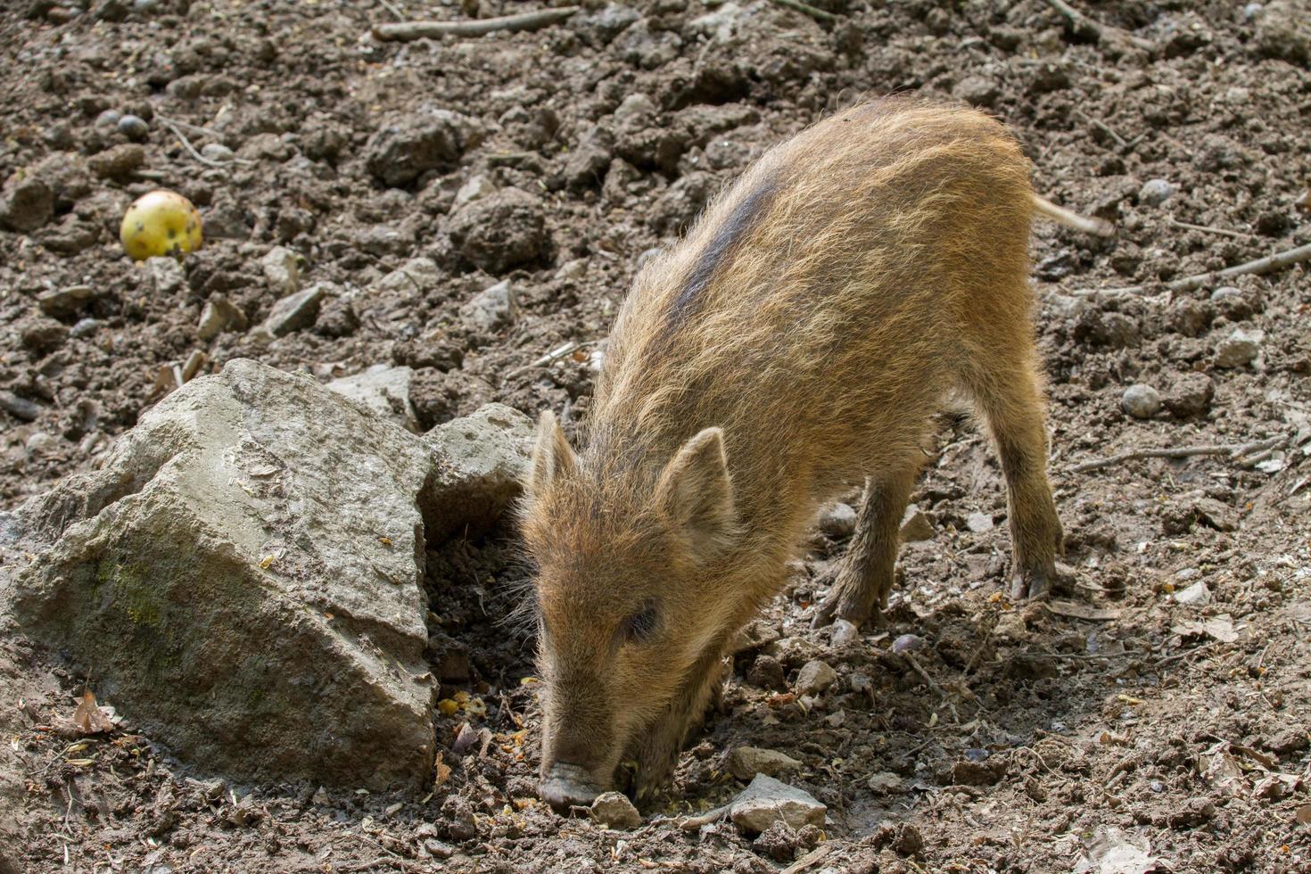 Portrait of Wild boar photo