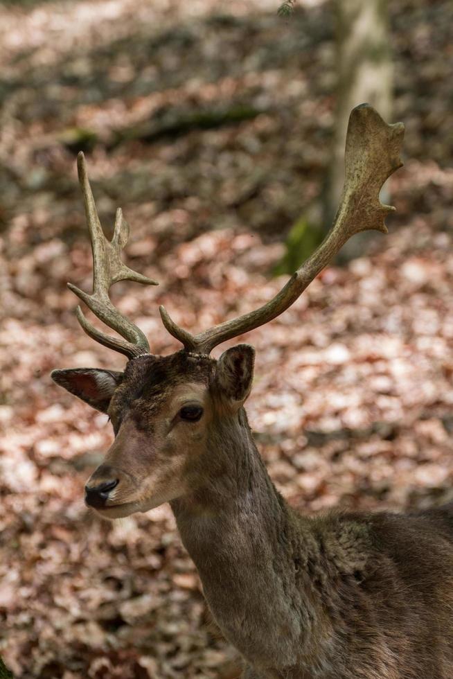 Fallow deer in forest photo